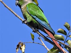 Green-cheeked Parakeet