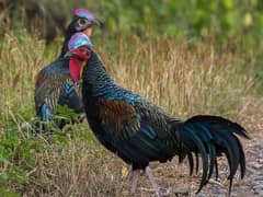 Green Junglefowl