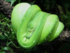 Green tree python