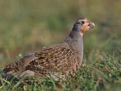 Grey Partridge