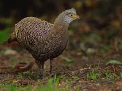 Grey Peacock Pheasant