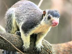 Grizzled giant squirrel