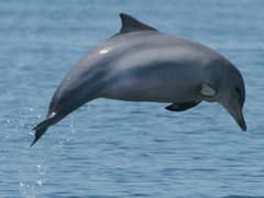 Guiana dolphin