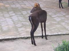 Hairy-fronted muntjac