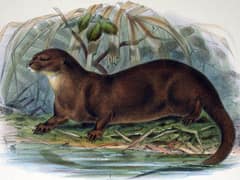 Hairy-nosed otter