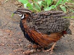 Harlequin Quail