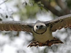 Harpy Eagle