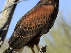 Harris's Hawk