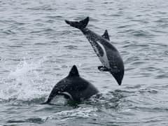 Haviside's dolphin