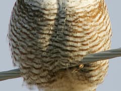 Hawk Owl