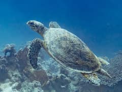 Hawksbill sea turtle