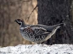 Hazel Grouse