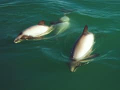 Hector's dolphin
