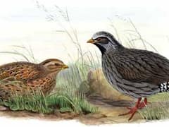 Himalayan quail