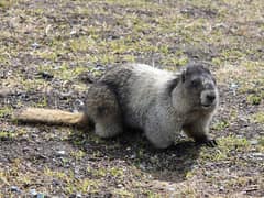 Hoary marmot