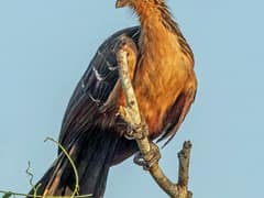 Hoatzin