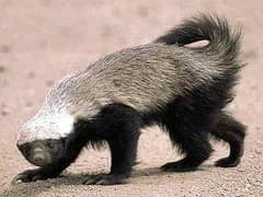Honey badger