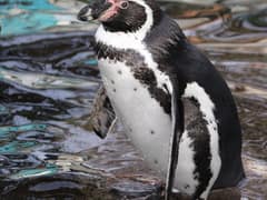 Humboldt Penguin