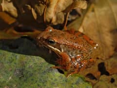 Iberian Frog