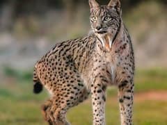 Iberian lynx