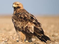 Imperial Eagle