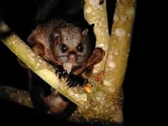 Indian giant flying squirrel