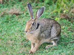 Indian hare