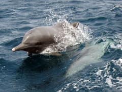 Indian Ocean humpback dolphin