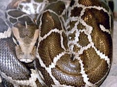 Indian python