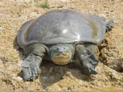 Indian softshell turtle
