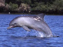 Indo-Pacific bottlenose dolphin