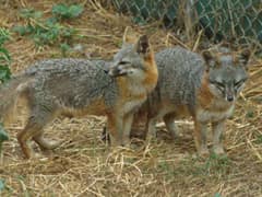 Island fox