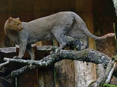 Jaguarundi