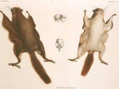 Japanese dwarf flying squirrel