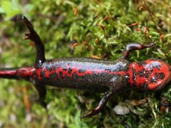 Japanese fire belly newt