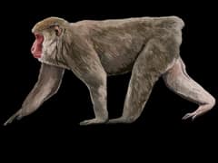 Japanese macaque