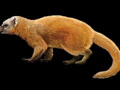 Japanese marten