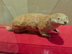 Japanese otter