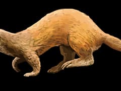 Japanese weasel