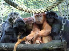 Javan lutung