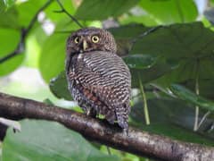 Jungle Owlet