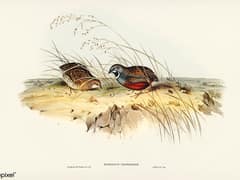 King Quail
