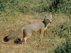 Kit fox