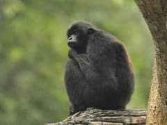 Kloss's gibbon