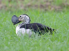 Knob-billed Duck