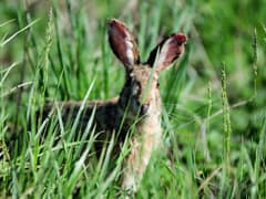 Korean hare