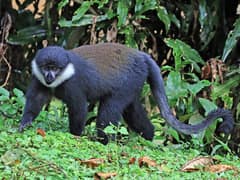 L'Hoest's monkey