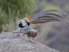 Lady Amherst’s Pheasant