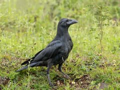 Large-billed Crow