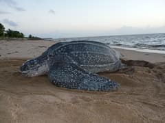 Leatherback sea turtle